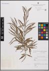 Foto von Salix eleagnos subsp. angustifolia (Cariot) Rech. f.